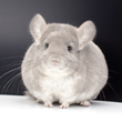 violet chinchilla photos photographs pictures ultra images